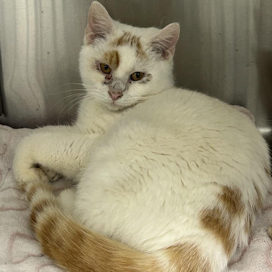 Enlarge Glacier, a Adoptable Domestic Short Hair in Hannibal, MO image 1/1