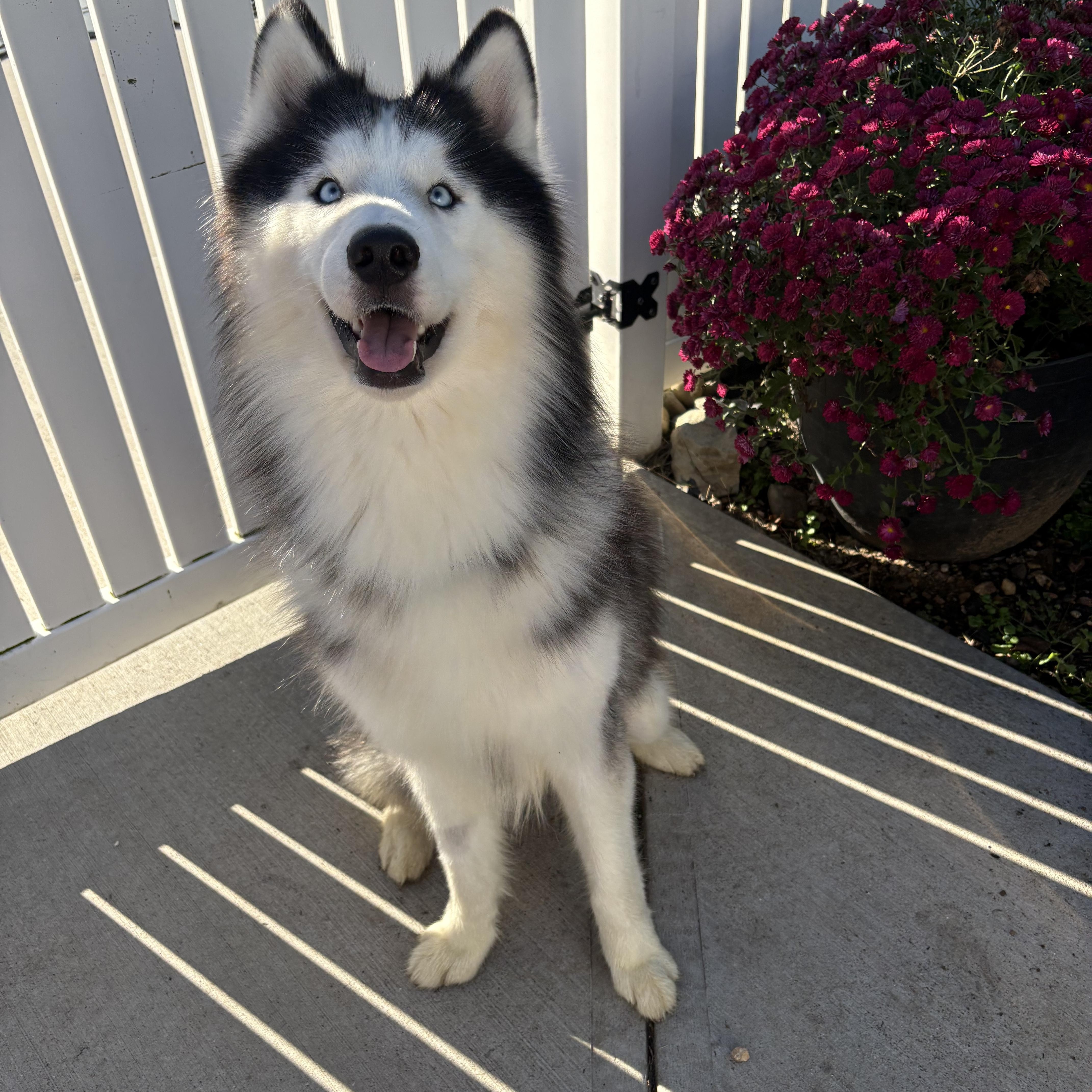 Enlarge Rocky, a Adoptable Husky in York, PA image 4/5