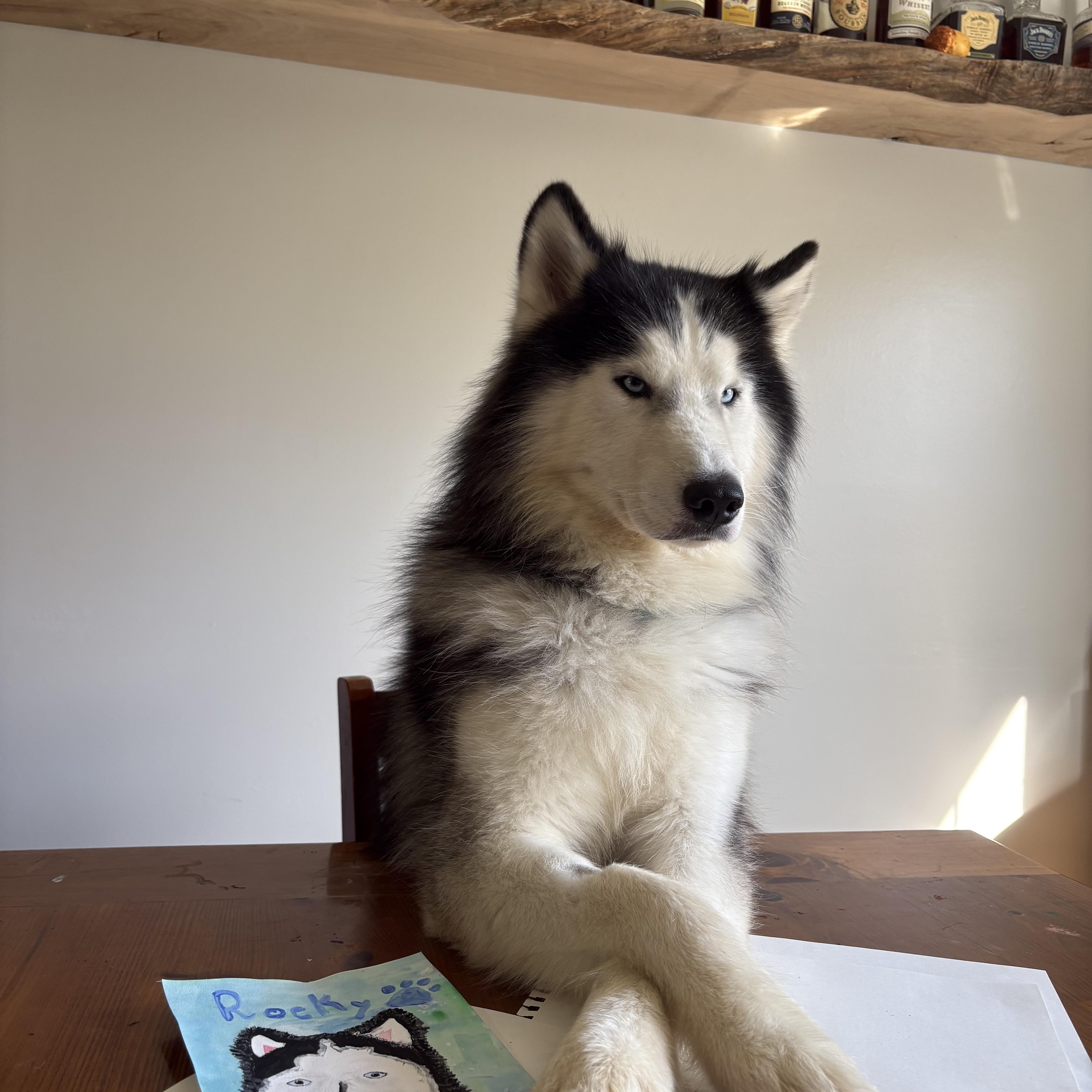 Rocky, Adoptable, Adult Male Husky.