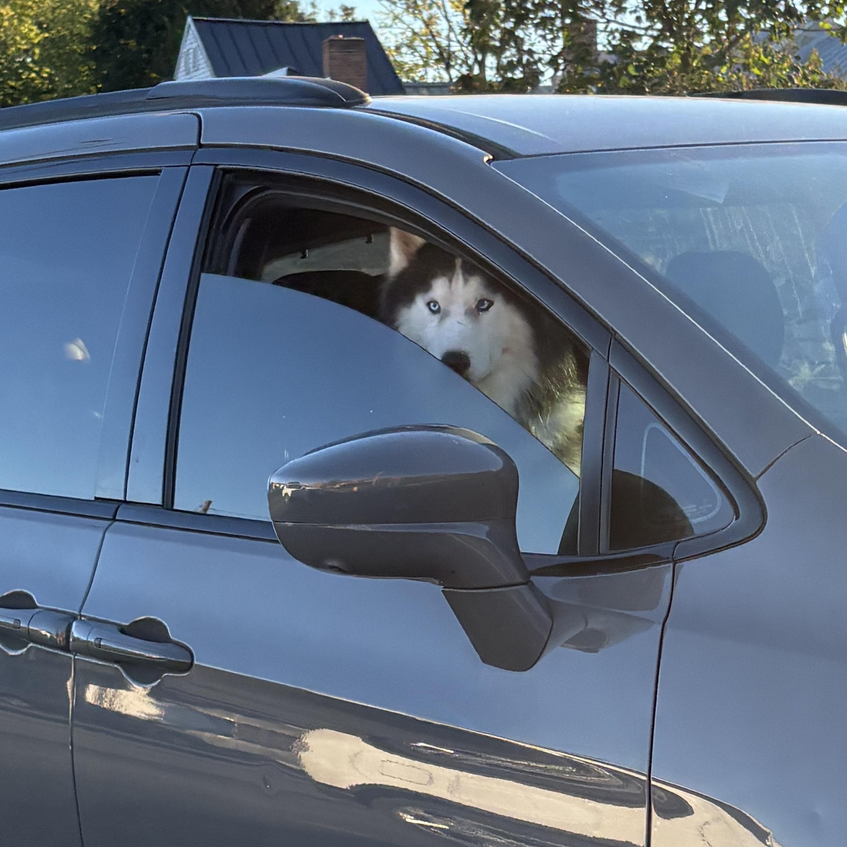 Enlarge Rocky, a Adoptable Husky in York, PA image 5/5