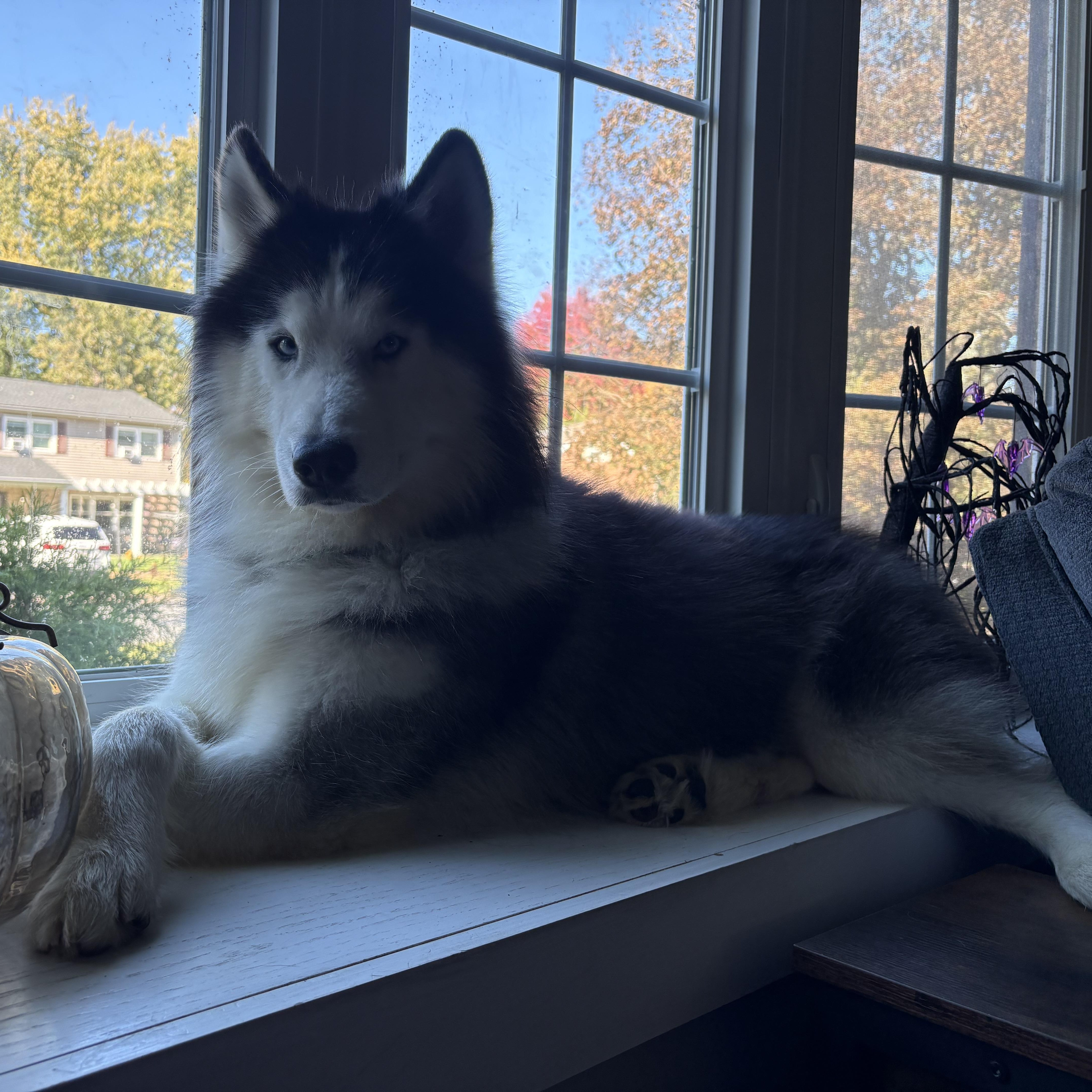 Enlarge Rocky, a Adoptable Husky in York, PA image 2/5