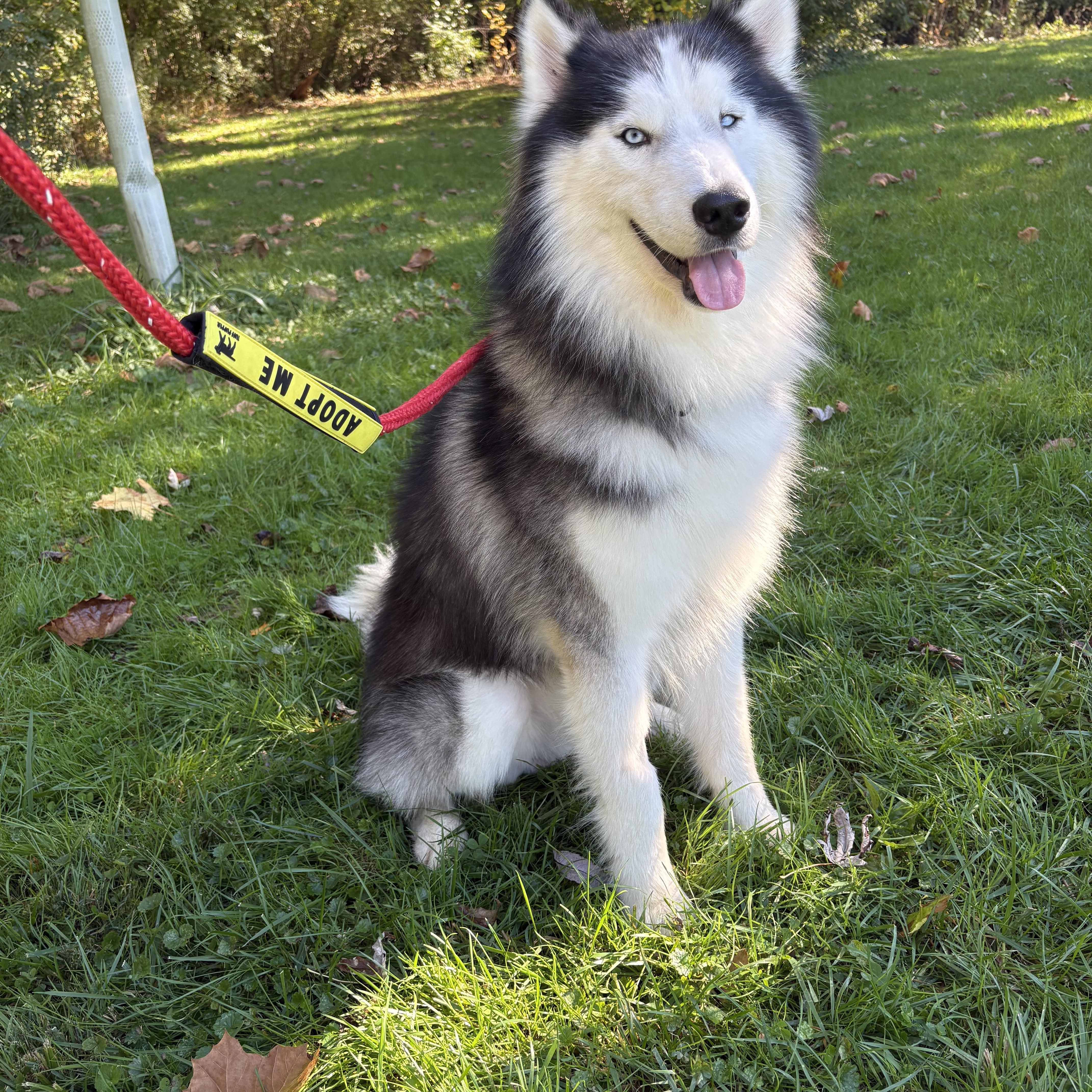 Enlarge Rocky, a Adoptable Husky in York, PA image 3/5