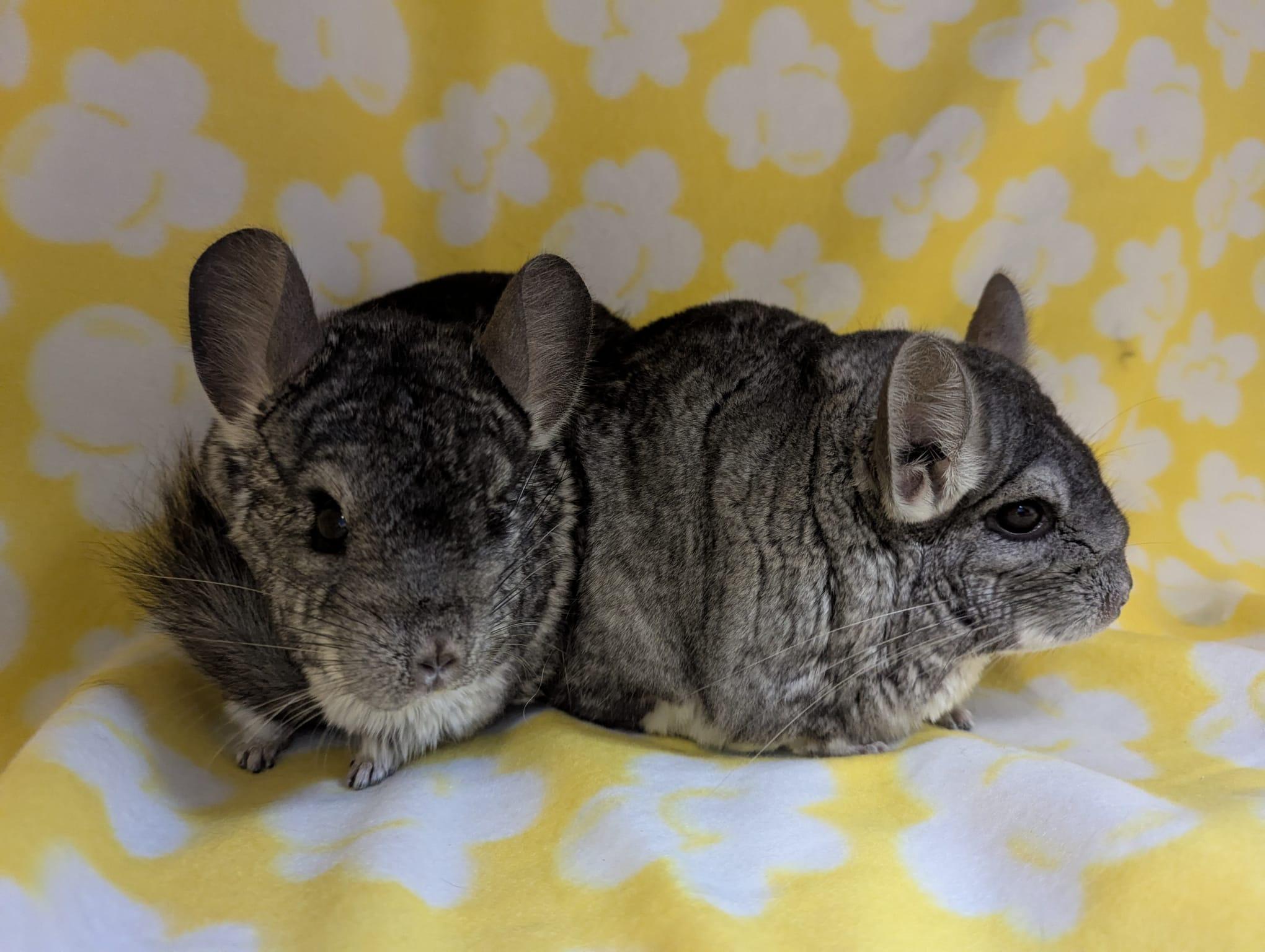 Rocky & Rosie, Adoptable, Adult Female Chinchilla.