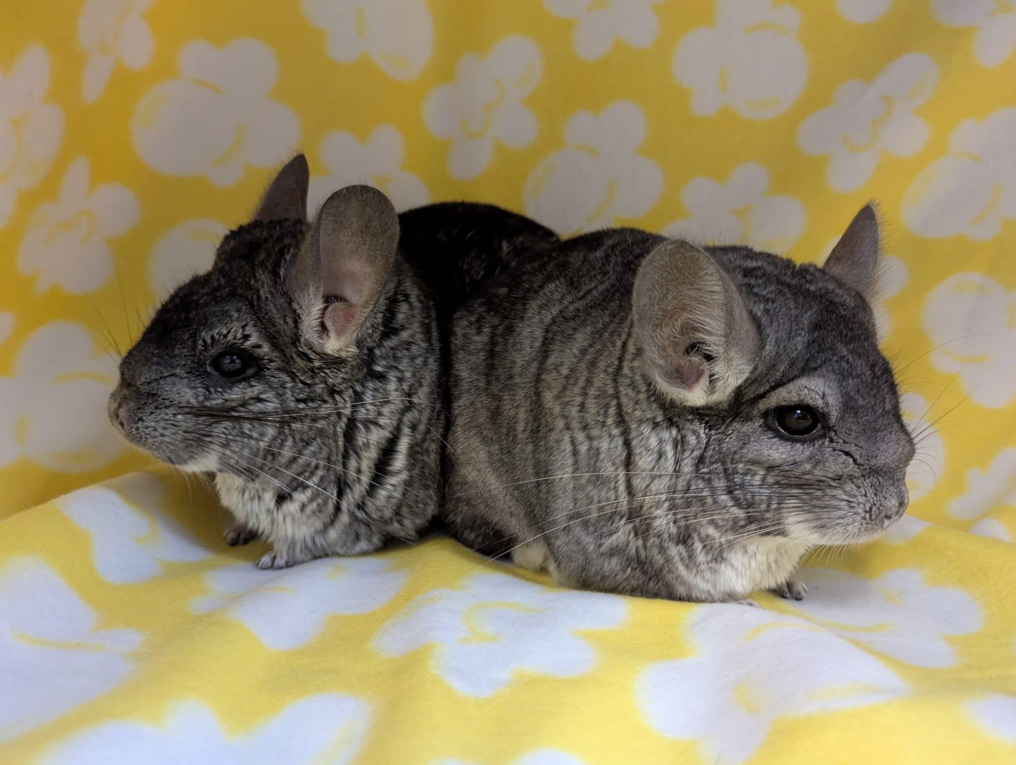 Enlarge Rocky & Rosie, a Adoptable Chinchilla in Fountain Valley, CA image 2/5