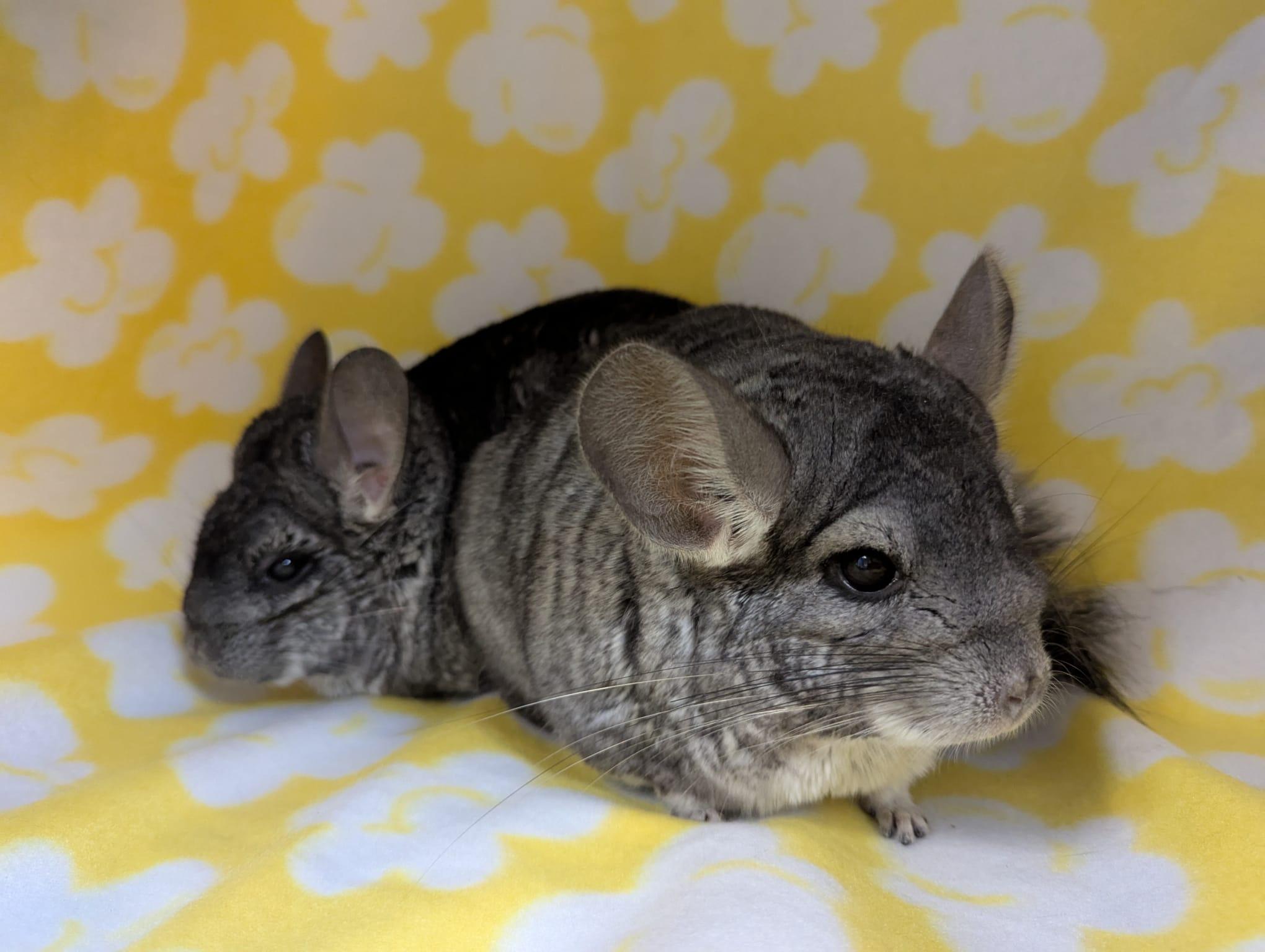Enlarge Rocky & Rosie, a Adoptable Chinchilla in Fountain Valley, CA image 3/5