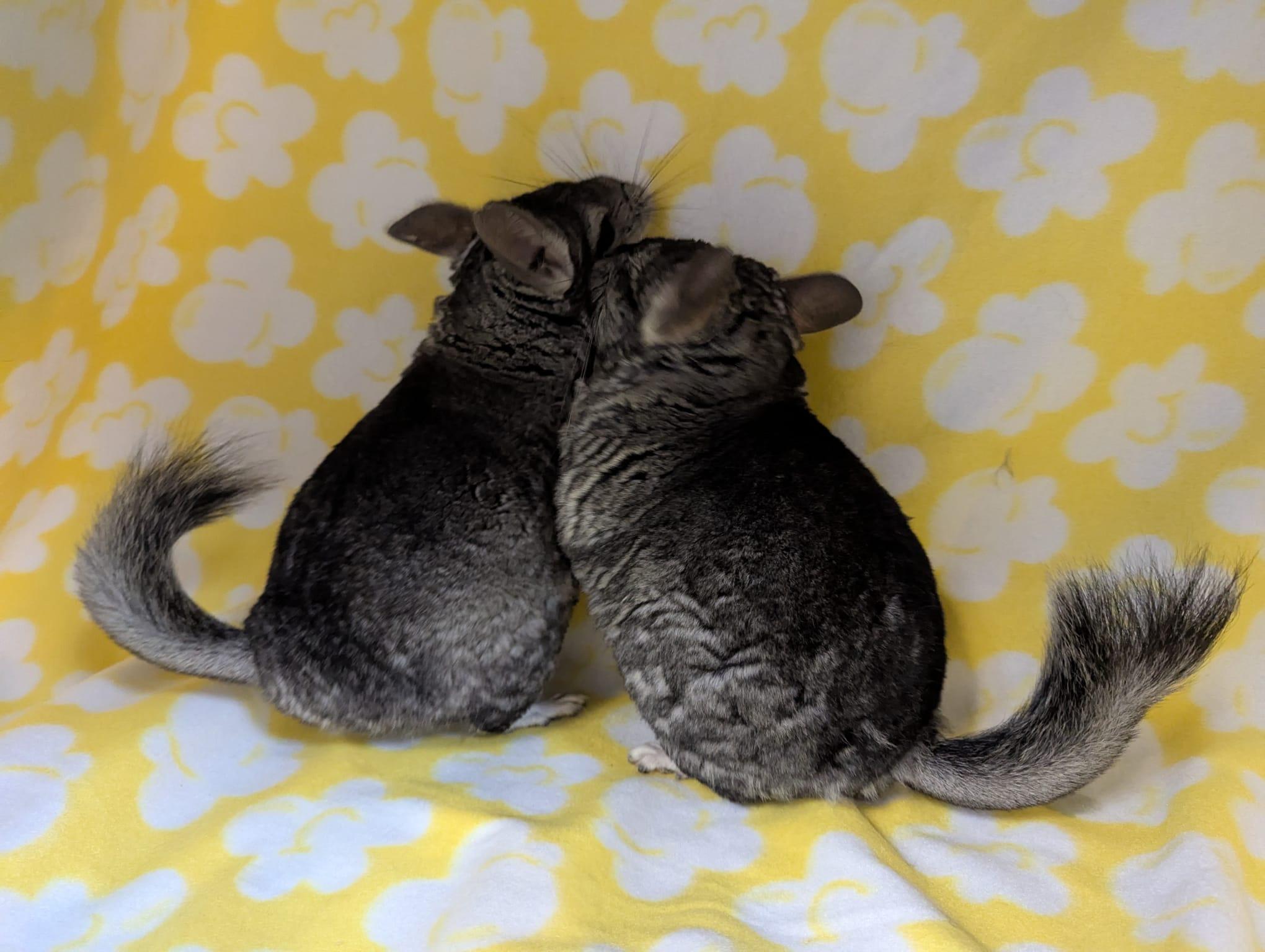 Enlarge Rocky & Rosie, a Adoptable Chinchilla in Fountain Valley, CA image 4/5