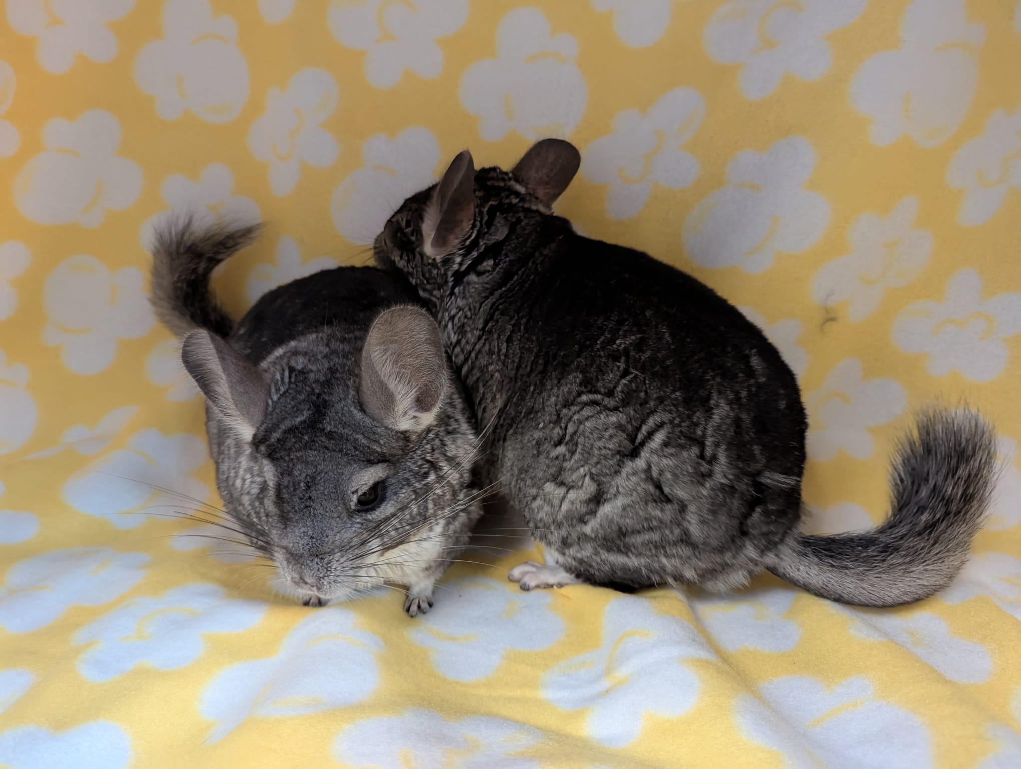 Enlarge Rocky & Rosie, a Adoptable Chinchilla in Fountain Valley, CA image 5/5