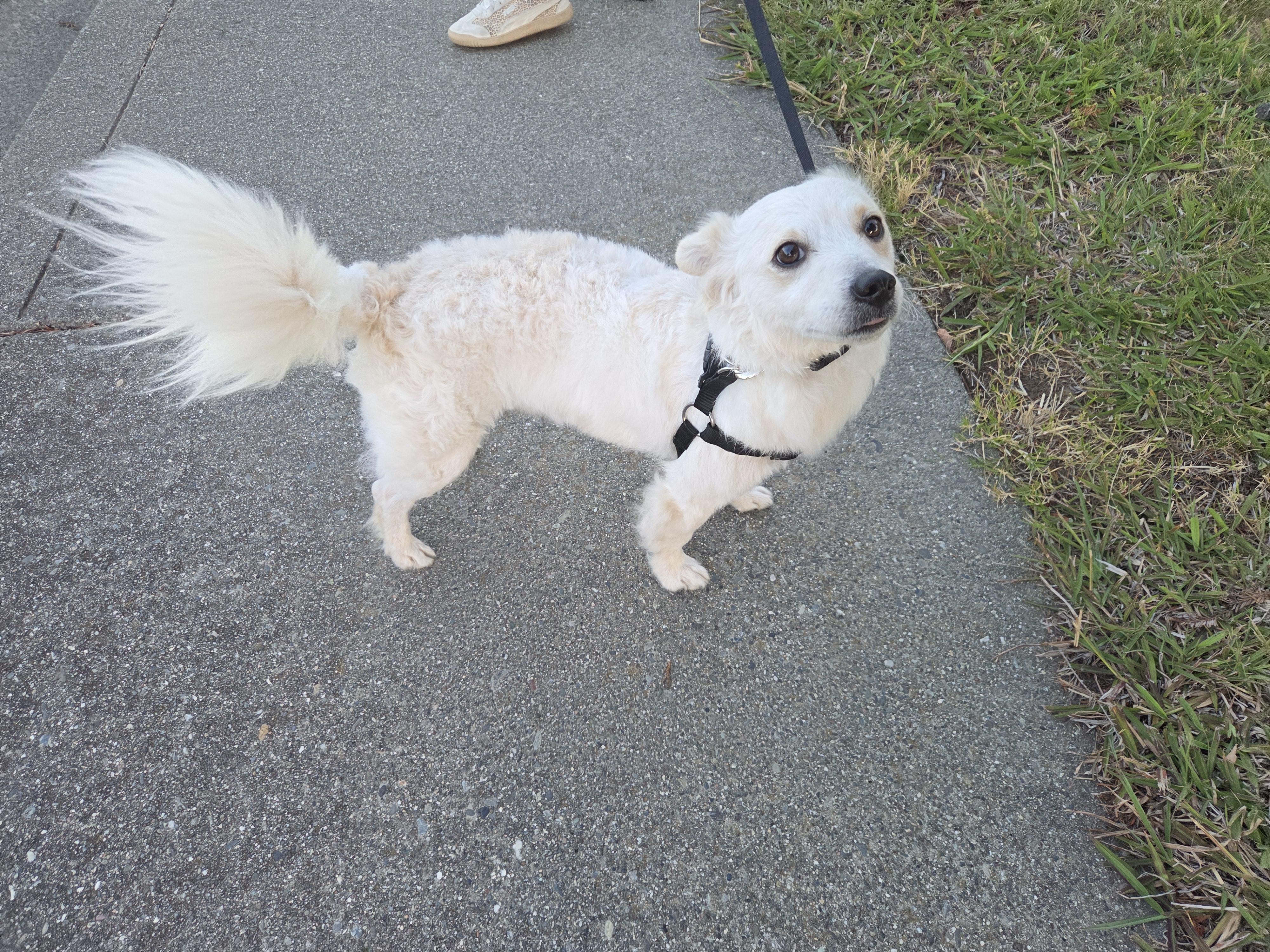 Enlarge Gelato, a Adoptable mixed breed in Vallejo, CA image 3/5