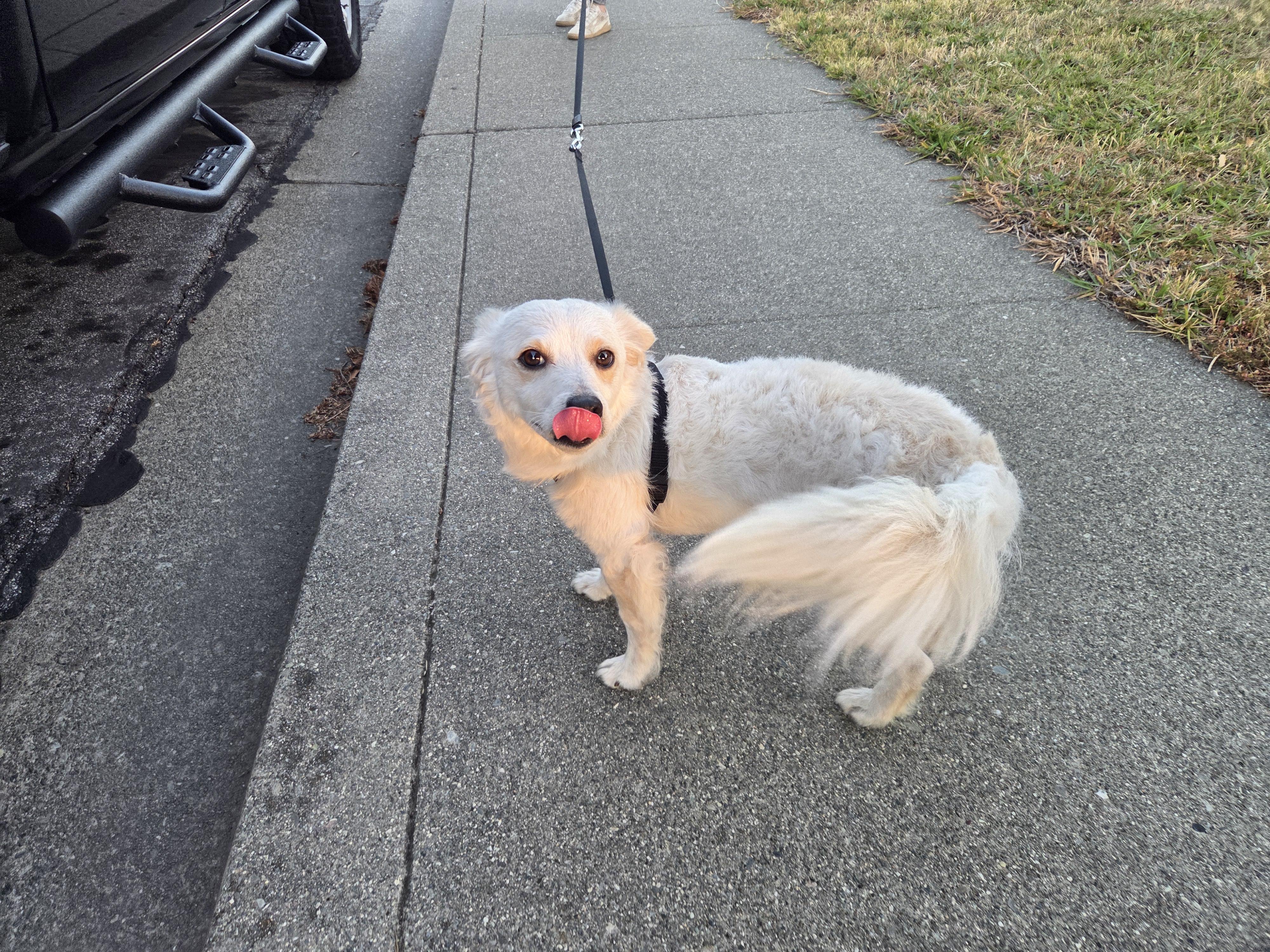Enlarge Gelato, a Adoptable mixed breed in Vallejo, CA image 5/5