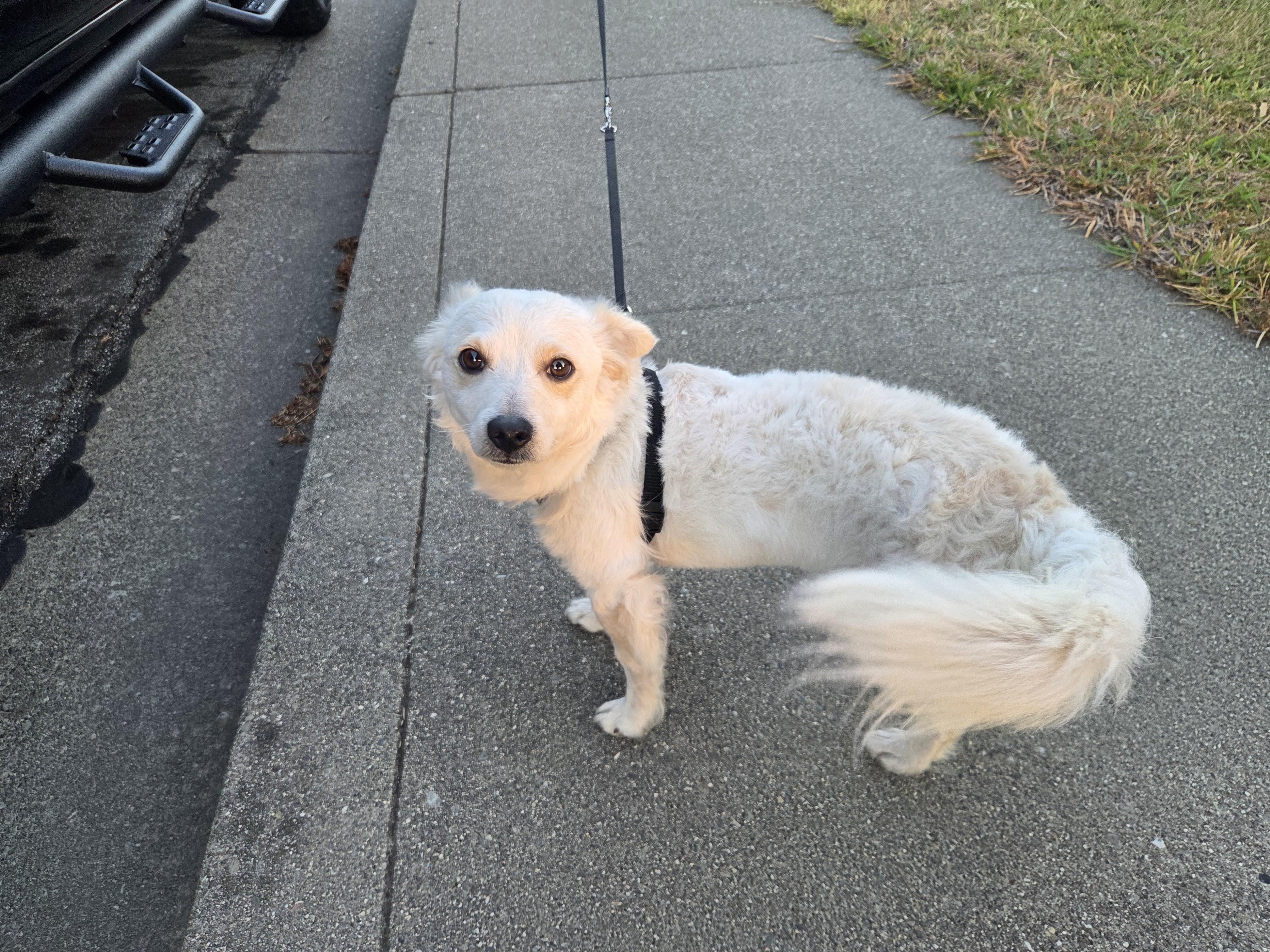Enlarge Gelato, a Adoptable mixed breed in Vallejo, CA image 4/5