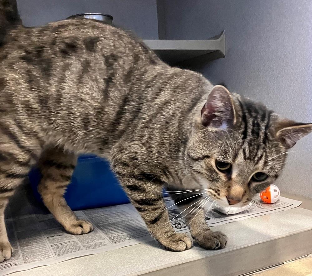 Gamble, Adult Male Domestic Short Hair