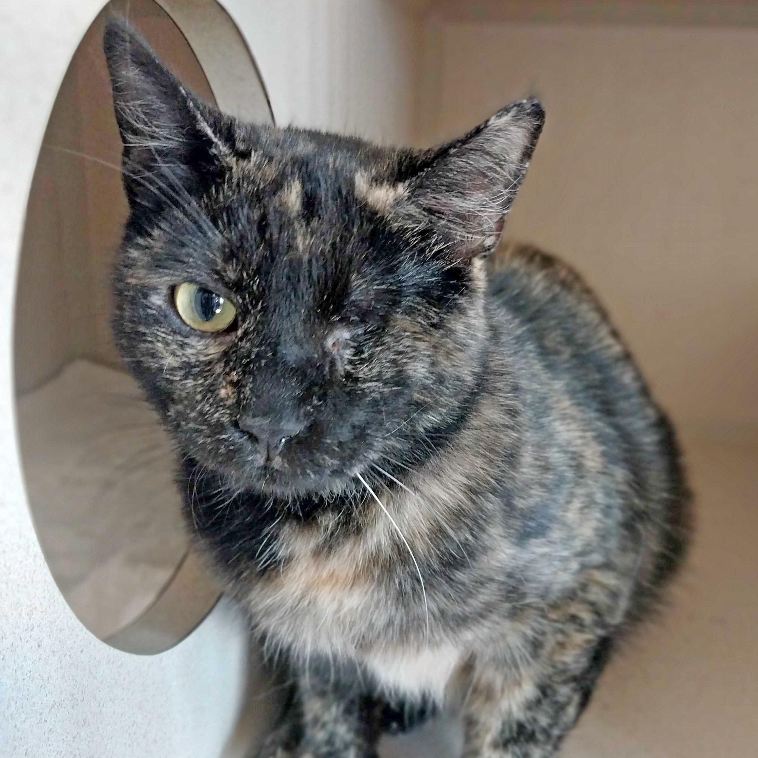 Cali, an adoptable Domestic Short Hair in Ridgway, CO, 81432 | Photo Image 2