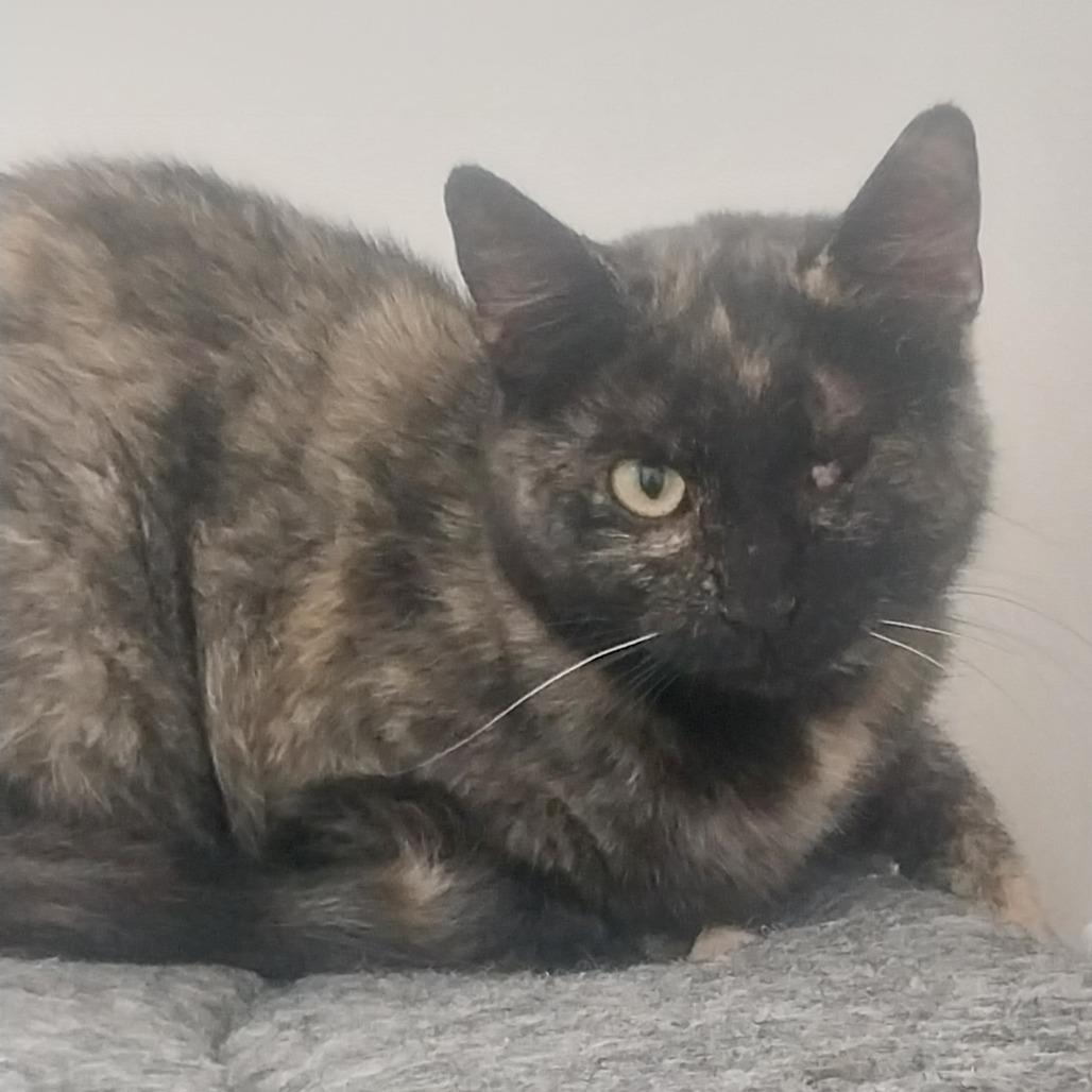 Cali, an adoptable Domestic Short Hair in Ridgway, CO, 81432 | Photo Image 1