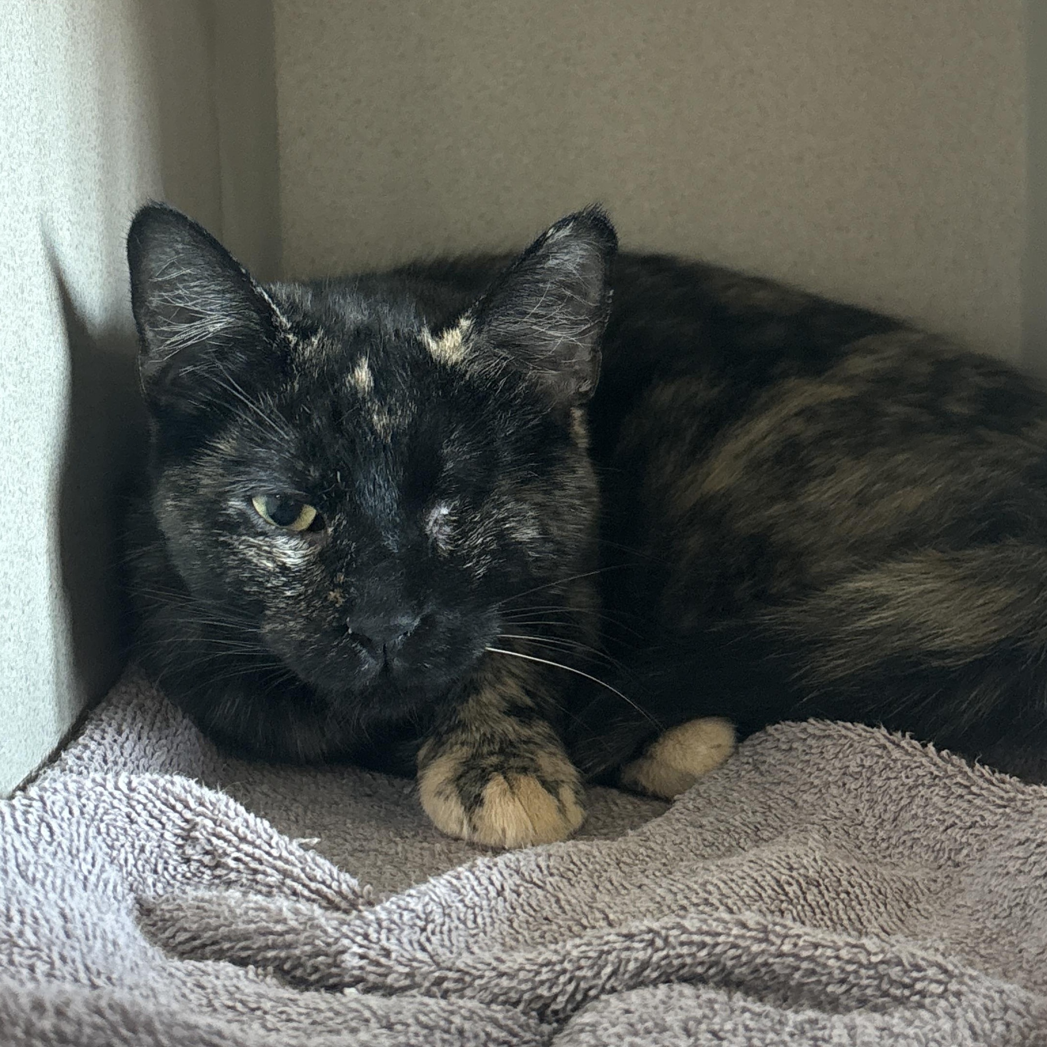 Cali, an adoptable Domestic Short Hair in Ridgway, CO, 81432 | Photo Image 3