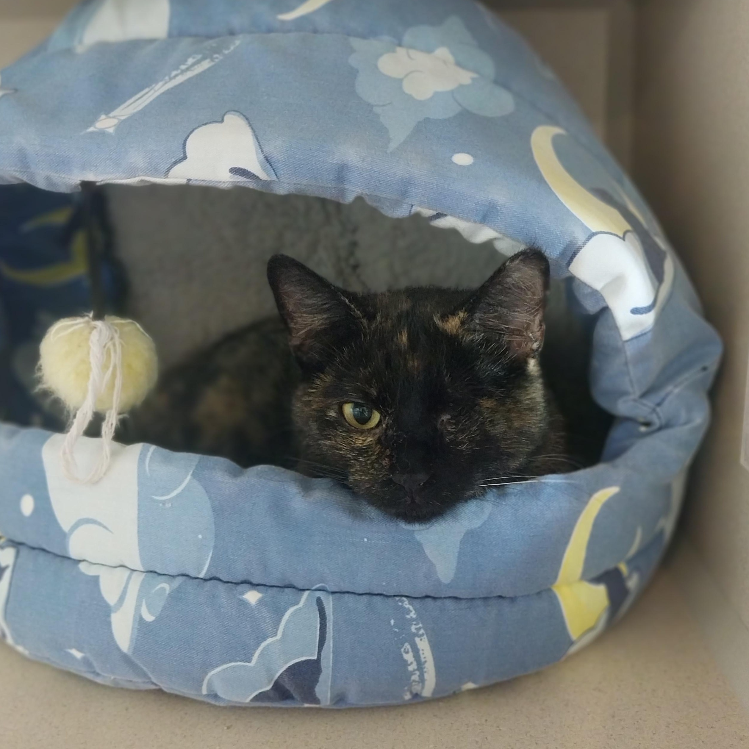 Cali, an adoptable Domestic Short Hair in Ridgway, CO, 81432 | Photo Image 1