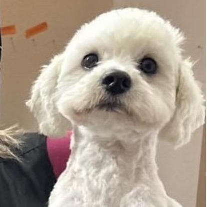 Murray, ADOPTABLE, Adult Male Poodle.