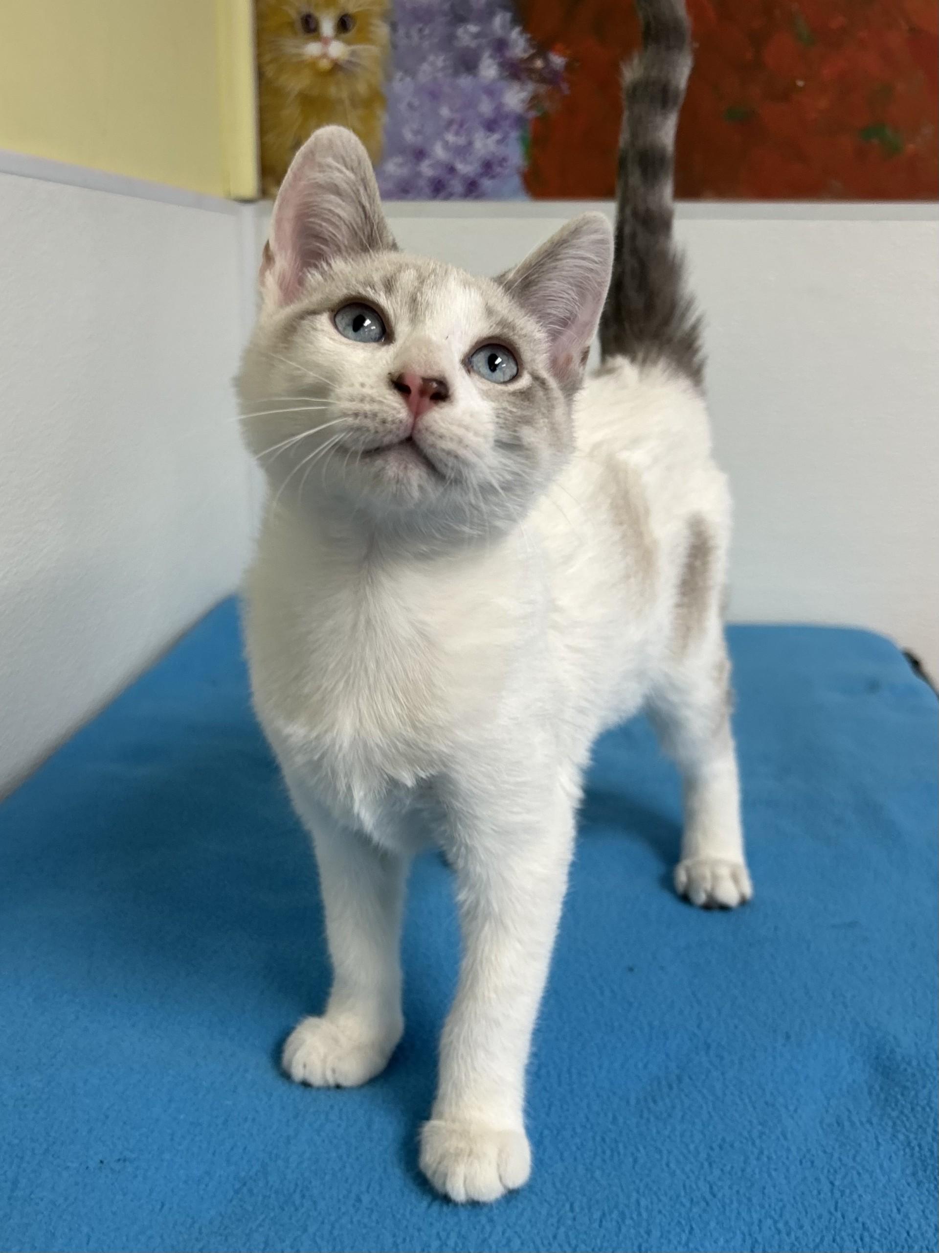 Odin, a Adoptable mixed breed in Battle Creek, MI image 6/6