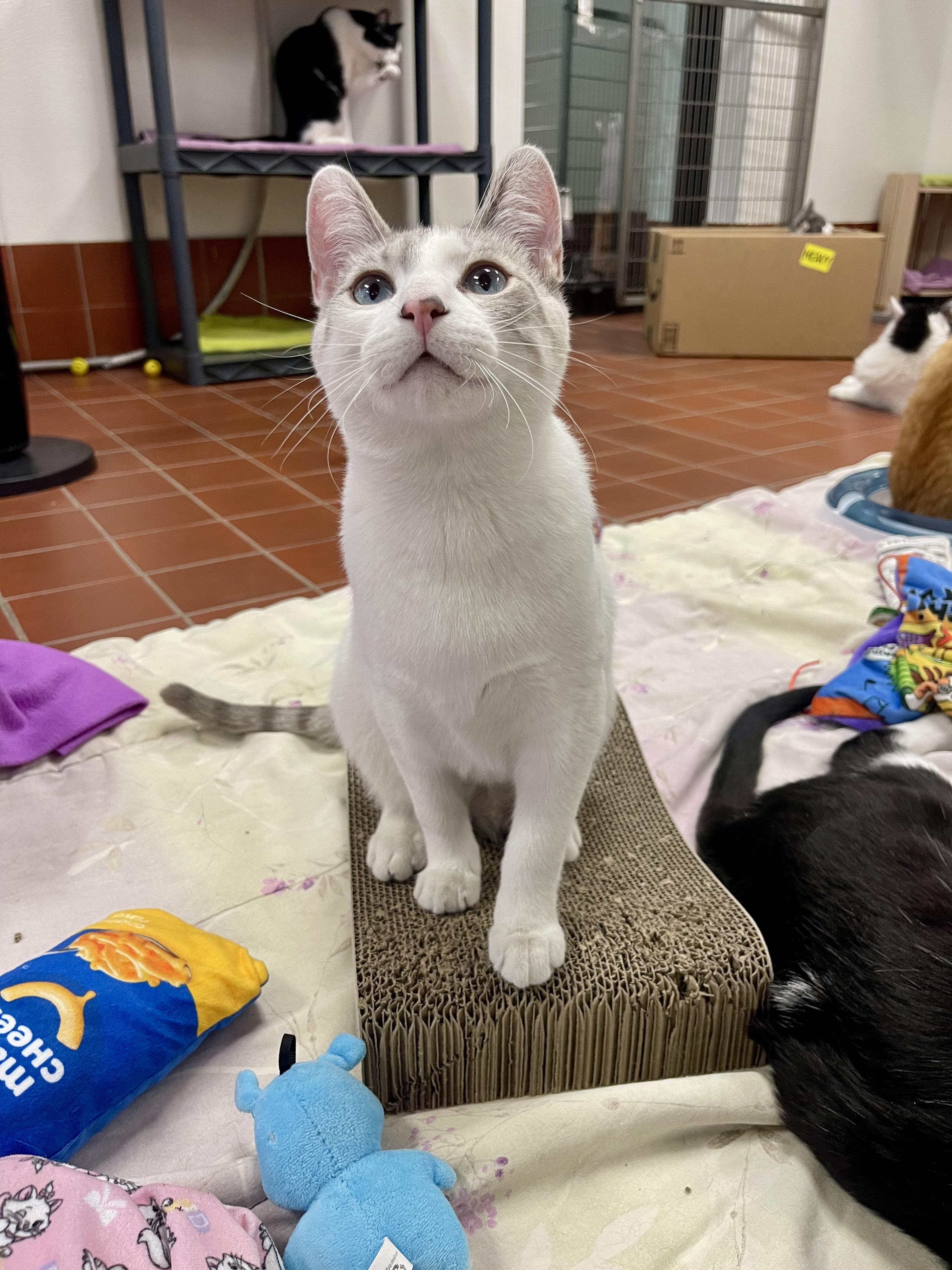 Odin, Adoptable, Kitten Male Domestic Short Hair & Siamese.