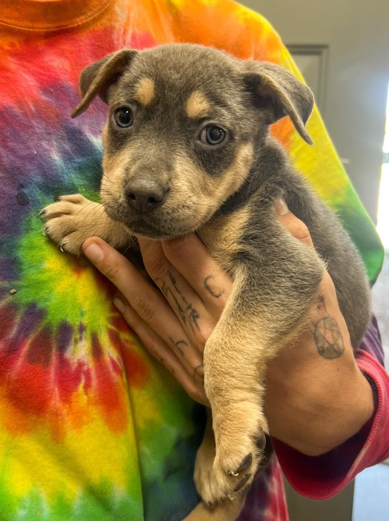 Tilly, Adopted, Puppy Female Pit Bull Terrier.