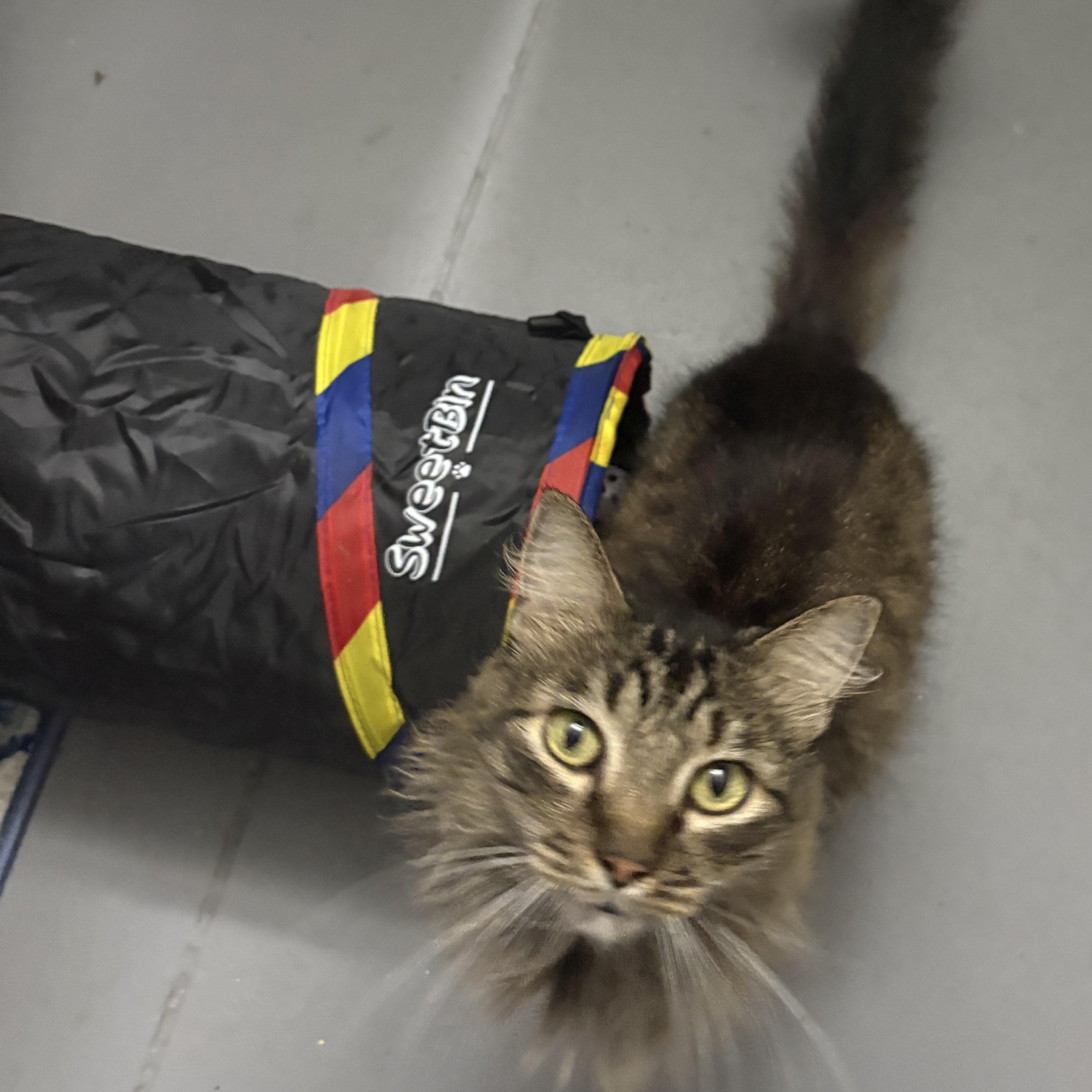 Little bear, a ADOPTABLE Domestic Long Hair in Lehigh Acres, FL image 2/2