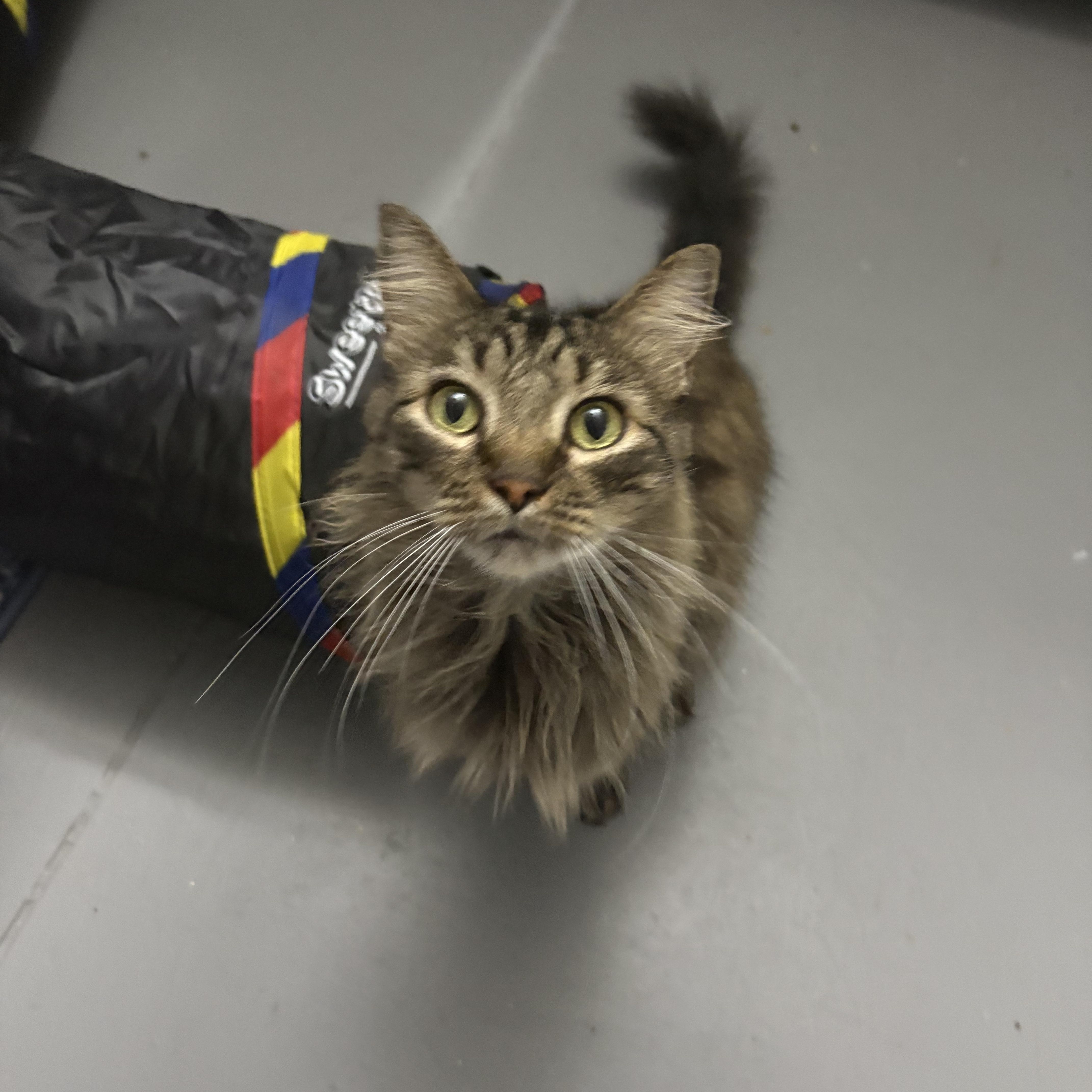 Little bear, ADOPTABLE, Young Male Domestic Long Hair.