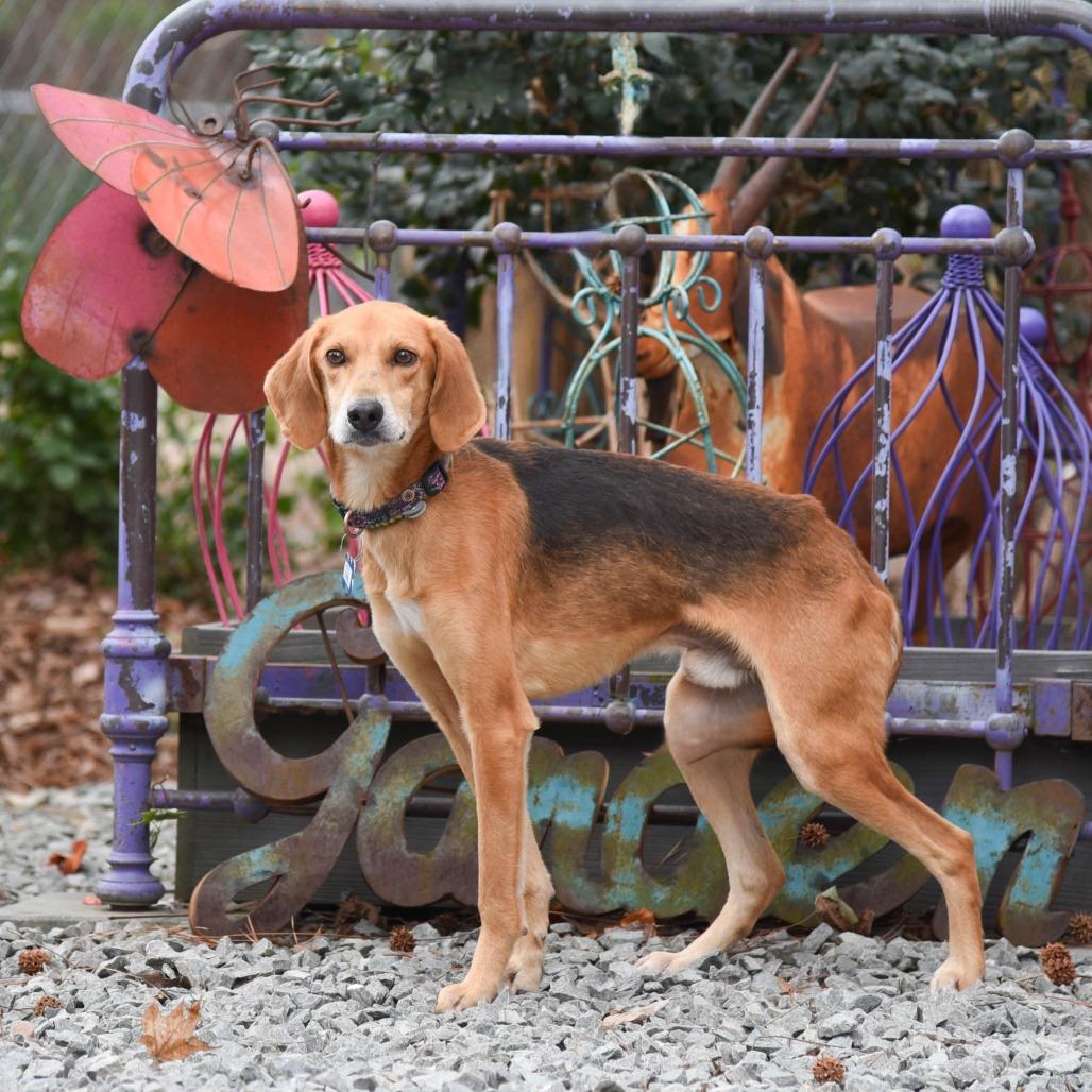 Cyril, a Adoptable Hound in Wake Forest, NC image 2/5