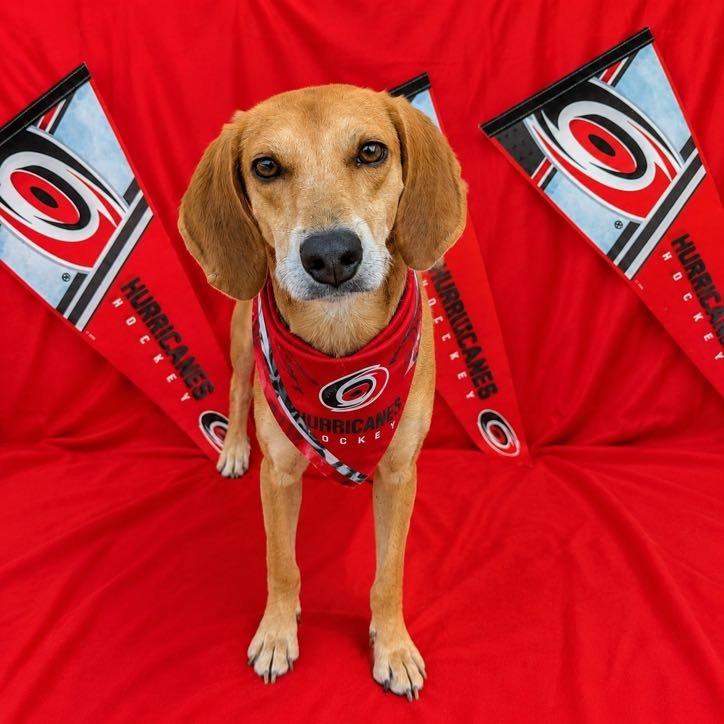 Cyril, a Adoptable Hound in Wake Forest, NC image 5/5