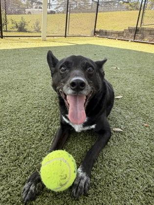 Enlarge Baby Boy, a Adoptable mixed breed in Daphne, AL image 1/3