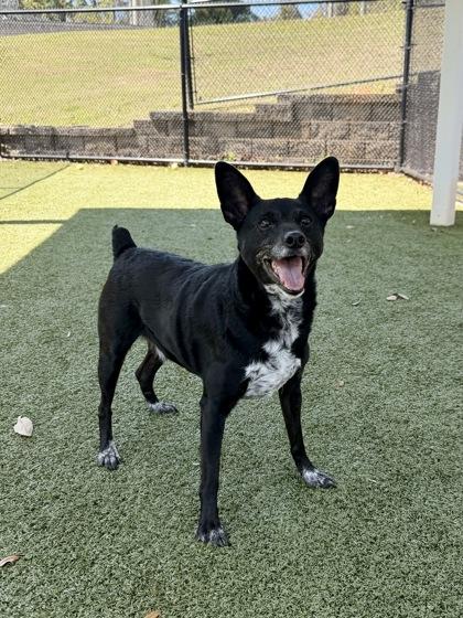 Baby Boy, Adoptable, Senior Male Chihuahua & Mixed Breed.