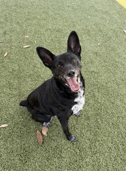 Enlarge Baby Boy, a Adoptable mixed breed in Daphne, AL image 3/3