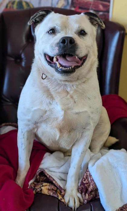 Spotticus, Adoptable, Adult Male Boxer & Mixed Breed.