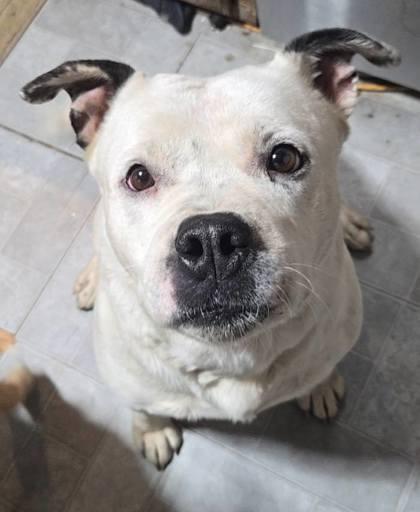 Spotticus, Adoptable, Adult Male Boxer & Mixed Breed.