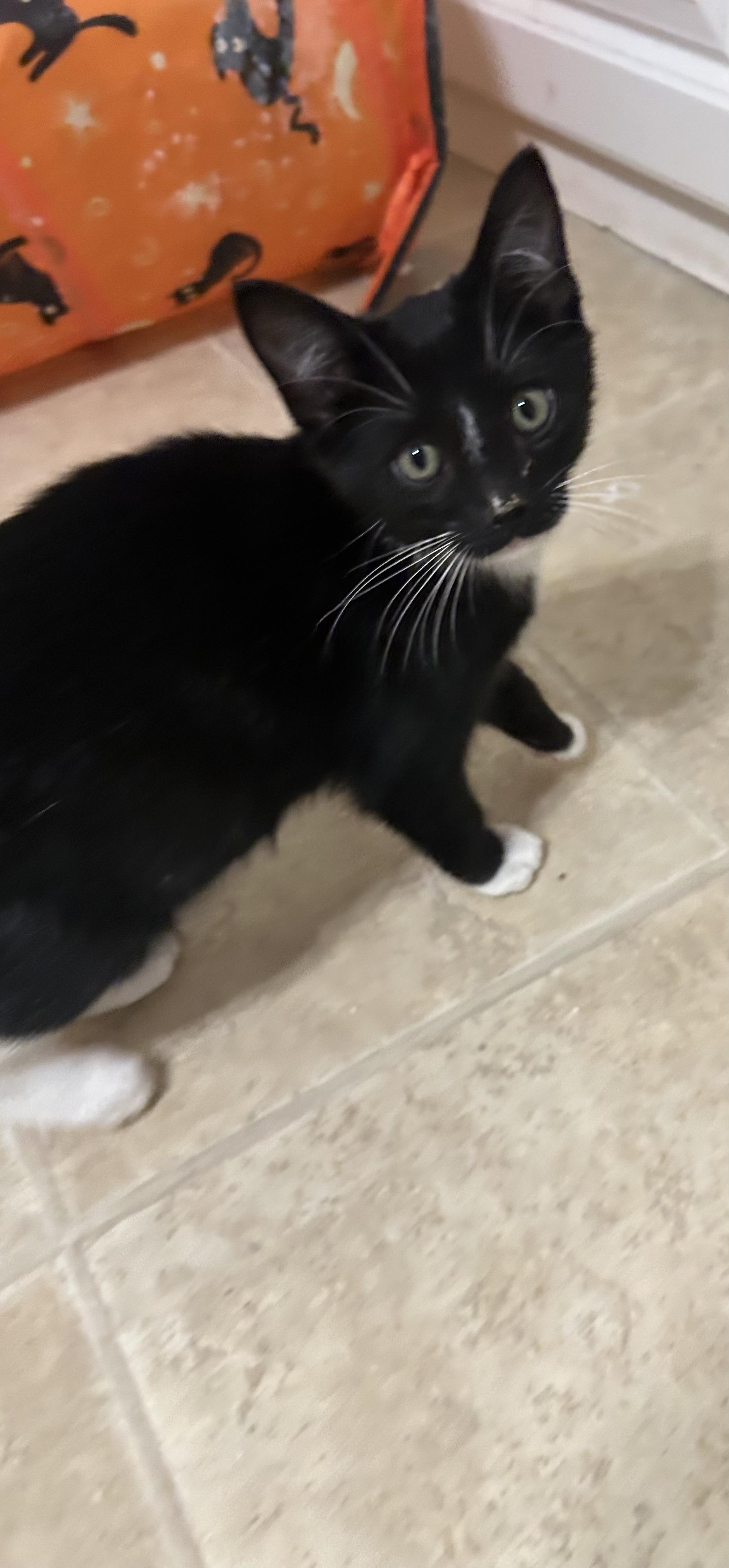 Enlarge Kendrik, a Adoptable Domestic Short Hair in Heyburn, ID image 1/2