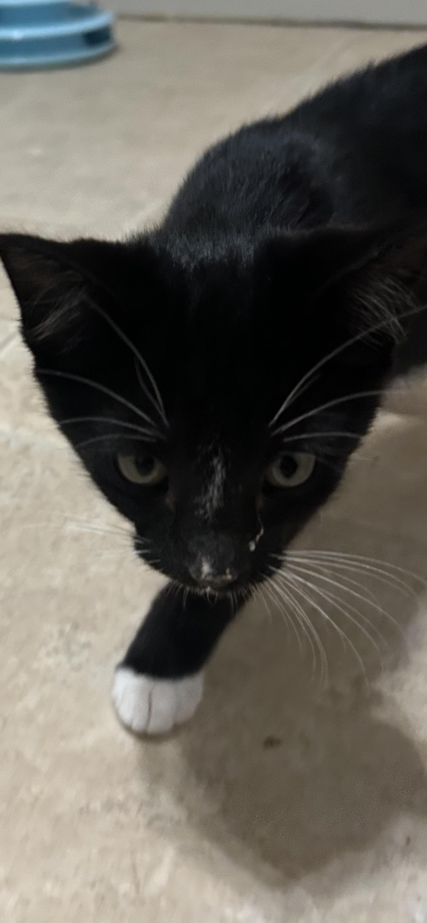 Enlarge Kendrik, a Adoptable Domestic Short Hair in Heyburn, ID image 2/2