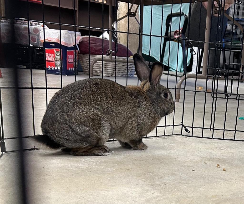 Enlarge Wendell, a Adoptable Chinchilla in Portland, IN image 1/4