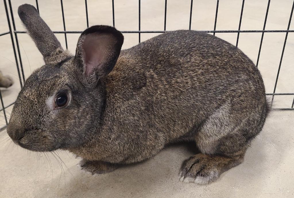 Enlarge Wendell, a Adoptable Chinchilla in Portland, IN image 2/4
