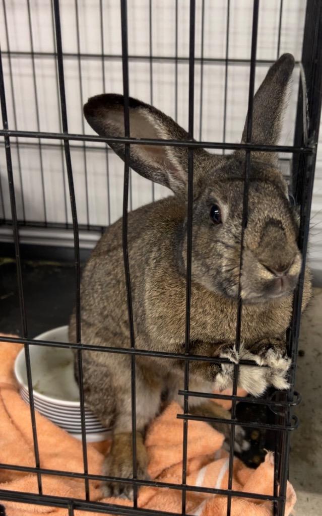 Enlarge Wendell, a Adoptable Chinchilla in Portland, IN image 3/4