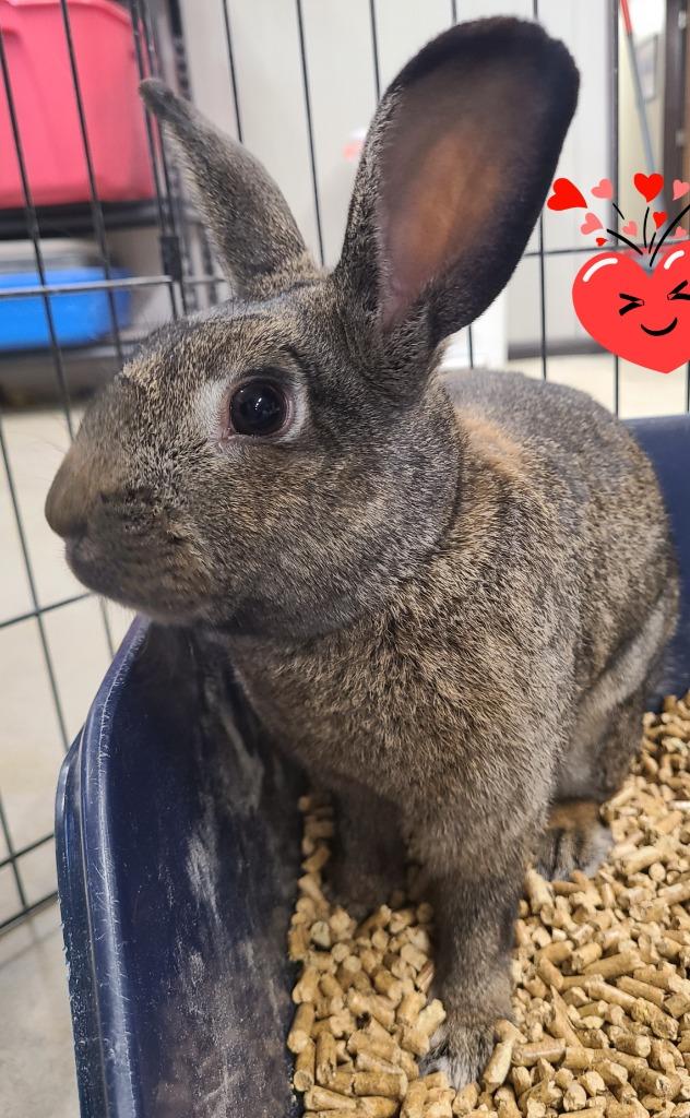 Enlarge Wendell, a Adoptable Chinchilla in Portland, IN image 4/4