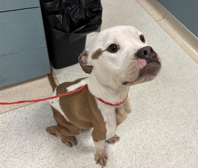 Enlarge MAGGIE, a Adoptable Pit Bull Terrier in Kent, WA image 1/1