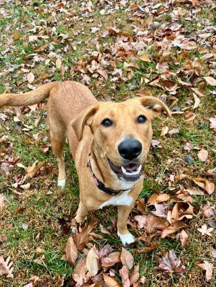 Brooke, a Adoptable mixed breed in Mocksville, NC image 1/5