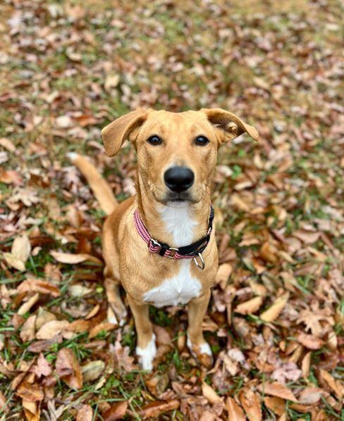 Brooke, a Adoptable mixed breed in Mocksville, NC image 2/5