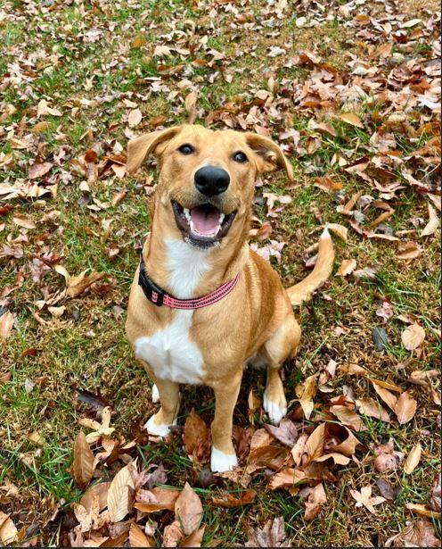 Brooke, a Adoptable mixed breed in Mocksville, NC image 4/5
