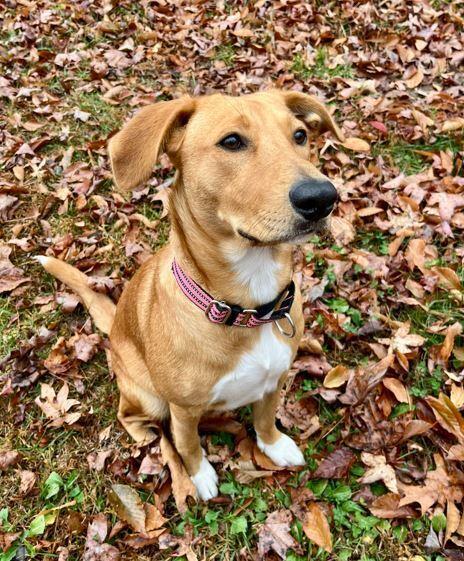 Brooke, a Adoptable mixed breed in Mocksville, NC image 5/5