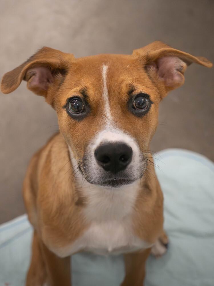 Enlarge Rye - 26091, a Adoptable mixed breed in Armonk, NY image 1/6