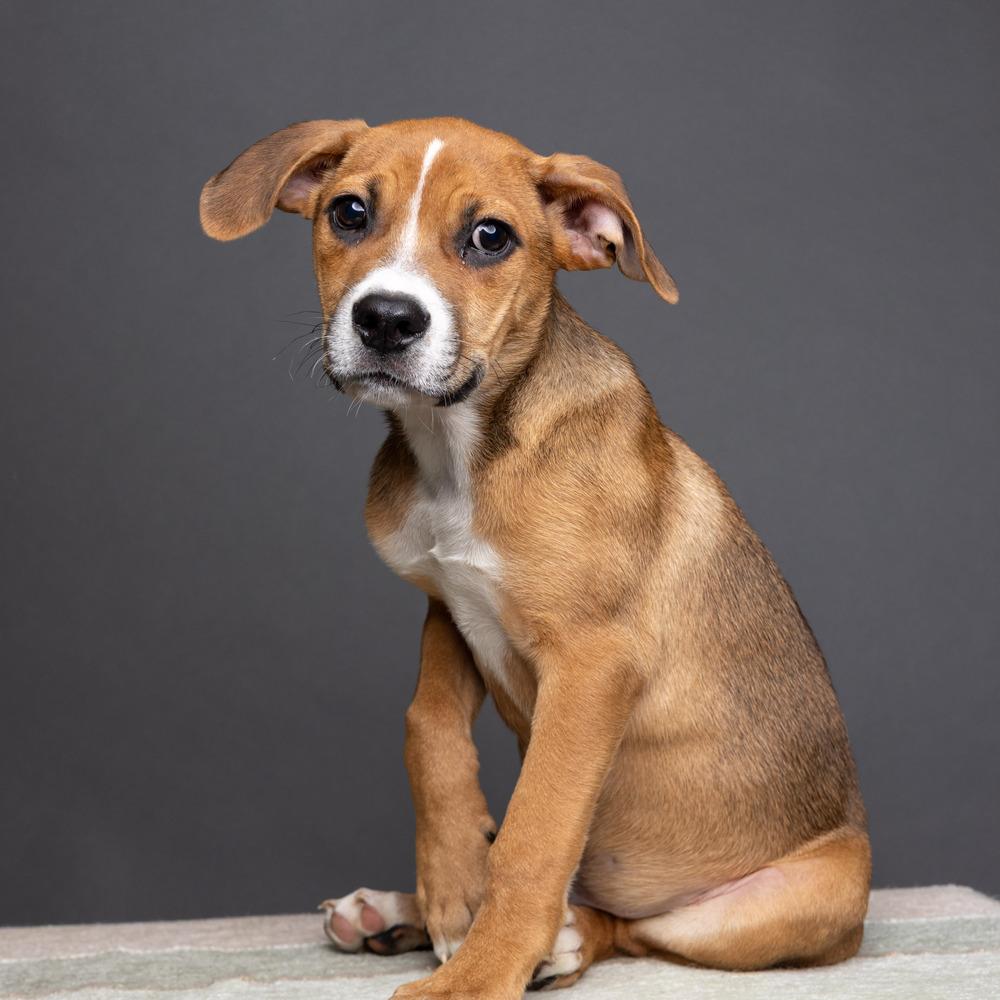 Enlarge Rye - 26091, a Adoptable mixed breed in Armonk, NY image 2/6