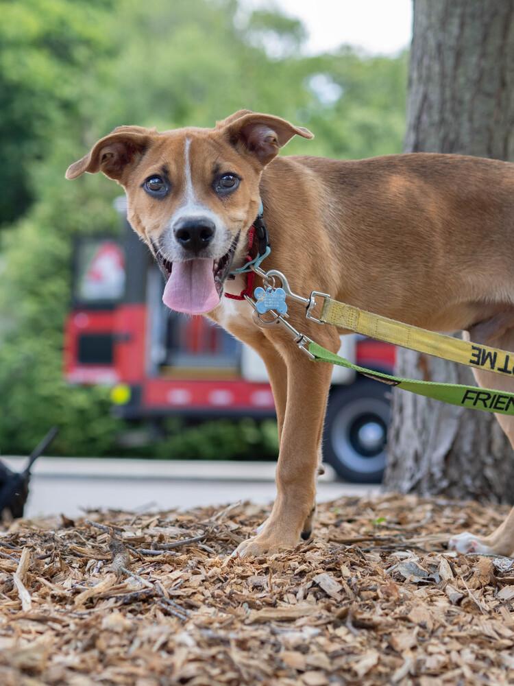 Enlarge Rye - 26091, a Adoptable mixed breed in Armonk, NY image 2/6