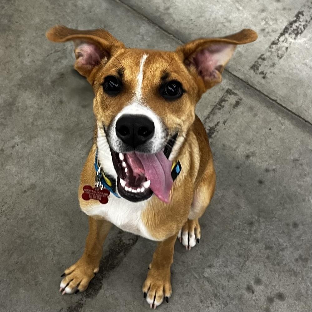 Enlarge Rye - 26091, a Adoptable mixed breed in Armonk, NY image 4/6