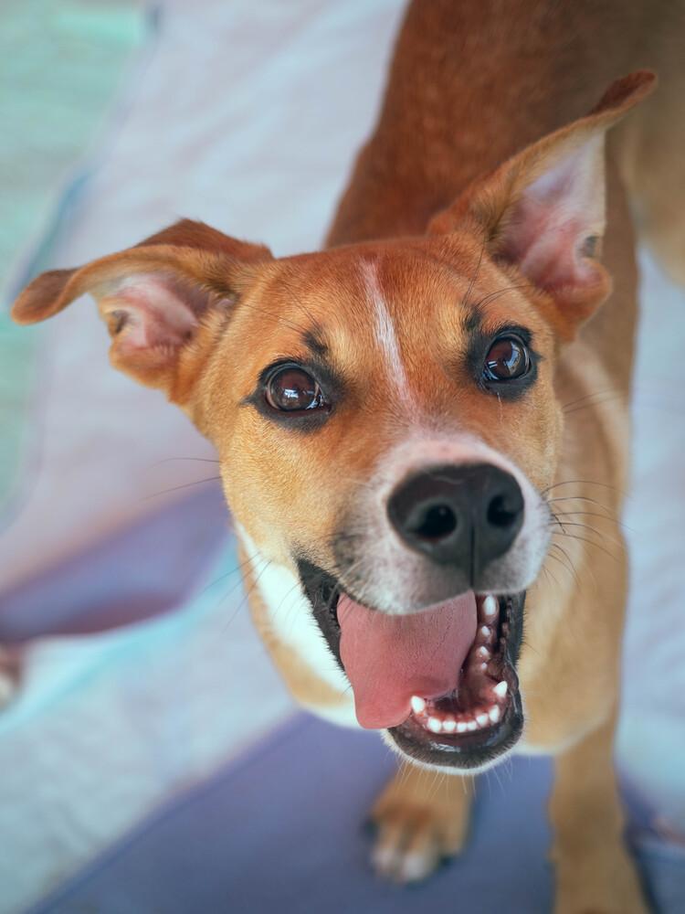 Enlarge Rye - 26091, a Adoptable mixed breed in Armonk, NY image 6/6