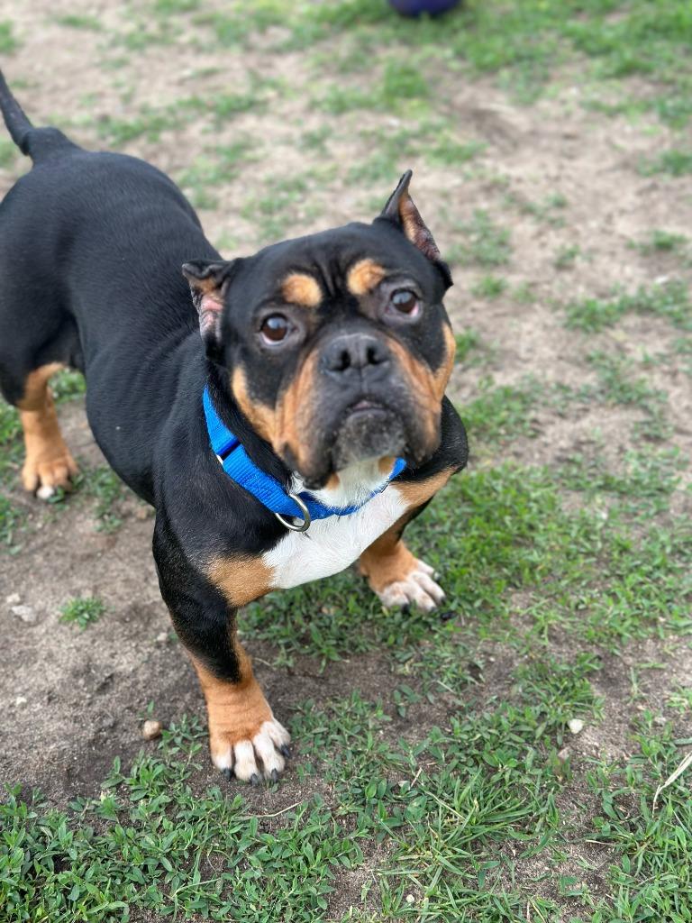 Holly, Adoptable, Adult Female Mixed Breed & Staffordshire Bull Terrier.