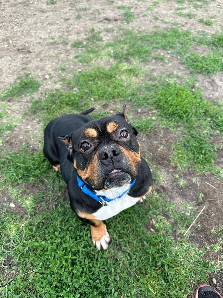 Enlarge Holly, a Adoptable mixed breed in South Bend, IN image 2/5